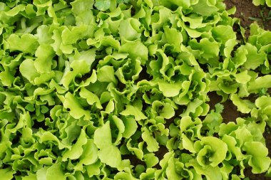 marul sebze salatası kırsal tarım arazilerinde büyüyen