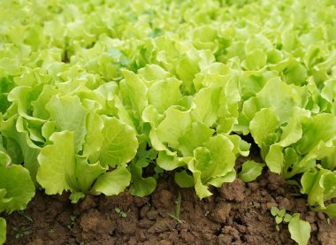 marul sebze salatası kırsal tarım arazilerinde büyüyen