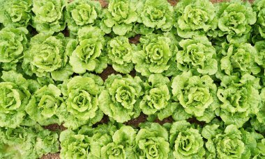 marul sebze salatası kırsal tarım arazilerinde büyüyen