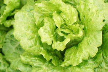 marul sebze salatası kırsal tarım arazilerinde büyüyen