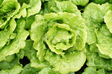 marul sebze salatası kırsal tarım arazilerinde büyüyen