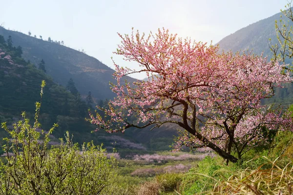 Paisaje Rural Peach Blossom Zona Ruinosa Distrito Shaoguan Provincia Guangdong — Foto de Stock