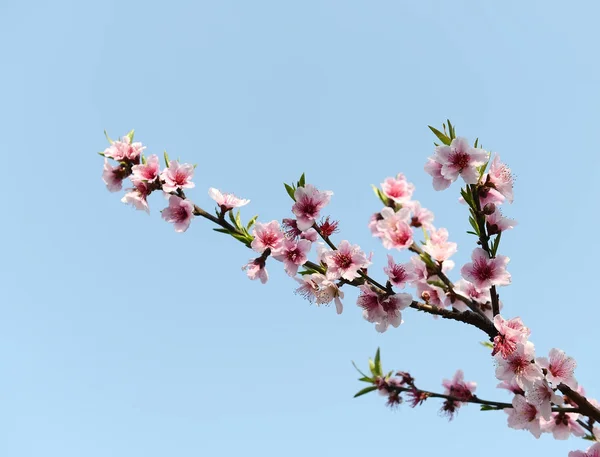 中国広東省韶関市の山間部の田園風景 桃の花 — ストック写真