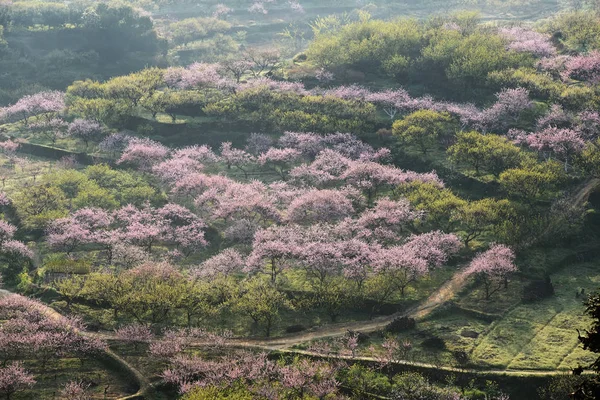 Landsbygdslandskap Peach Blossom Moutainous Område Shaoguan Distriktet Guangdong Provinsen Kina — Stockfoto