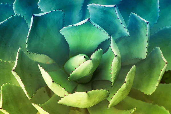 Scharfe Spitze Blätter Der Agave — Stockfoto