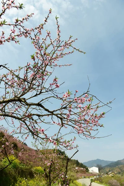 Landsbygdslandskap Peach Blossom Moutainous Område Shaoguan Distriktet Guangdong Provinsen Kina — Stockfoto