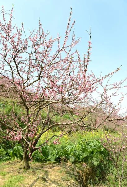 中国広東省韶関市の山間部の田園風景 桃の花 — ストック写真