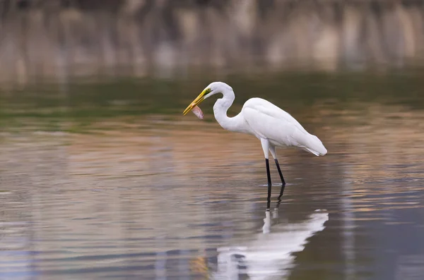 White Egret Waterland — Stock Photo, Image