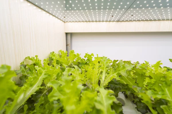 Hortalizas Hidropónicas Orgánicas Crecen Con Luz Led Granja Interior Tecnología — Foto de Stock