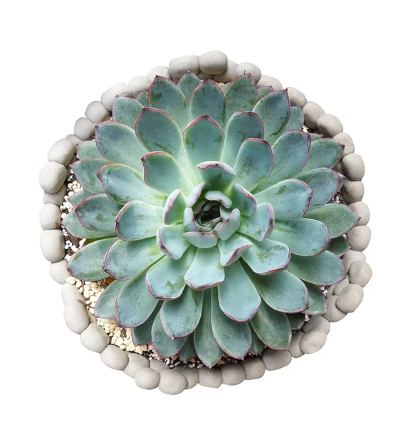 Miniatyr Saftiga Växter Isolerade — Stockfoto