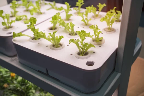 Ortaggi Idroponici Biologici Crescono Con Luce Led Indoor Farm Agricoltura — Foto Stock