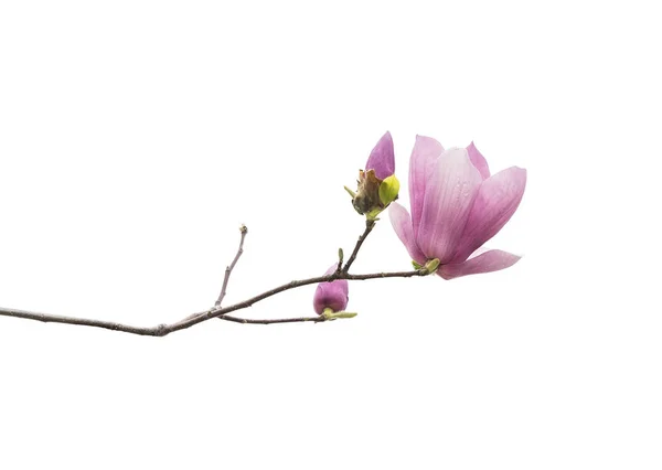 Fiori Magnolia Rosa Isolati Sfondo Bianco — Foto Stock