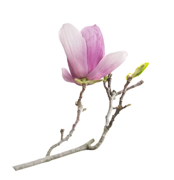 Roze Magnolia Bloemen Geïsoleerd Witte Achtergrond — Stockfoto