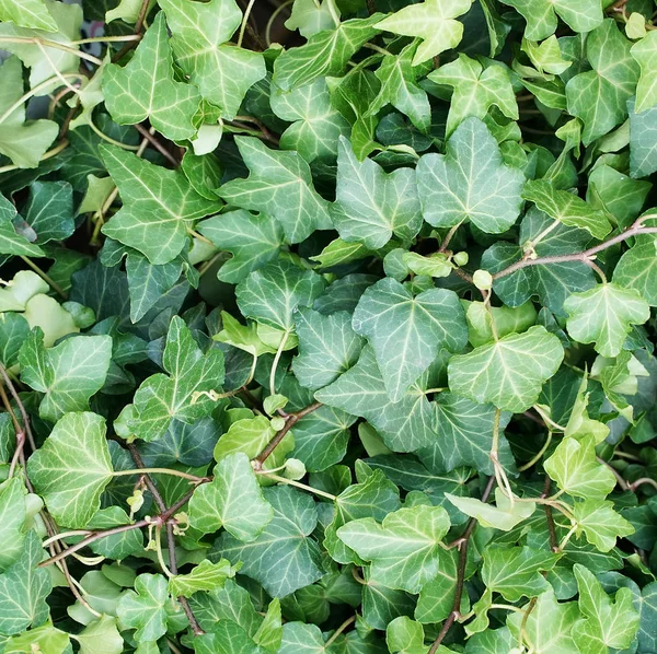 Groene Natuurlijke Plant Achtergrond Van Weelderig Loof — Stockfoto