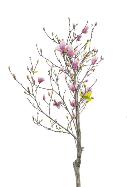 Fiori Magnolia Rosa Isolati Sfondo Bianco — Foto Stock