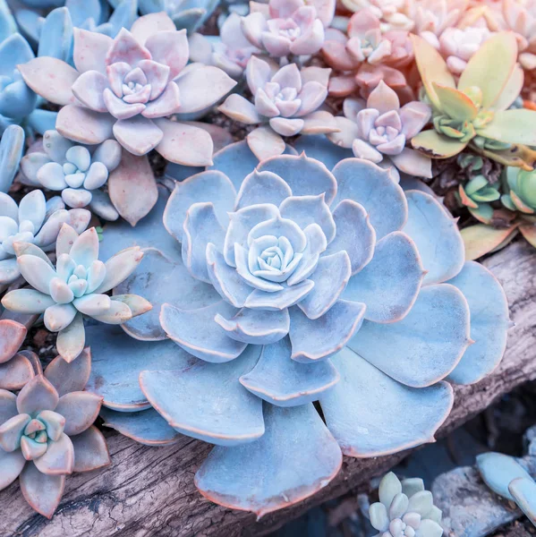 Plantas Suculentas Miniatura Jardín — Foto de Stock