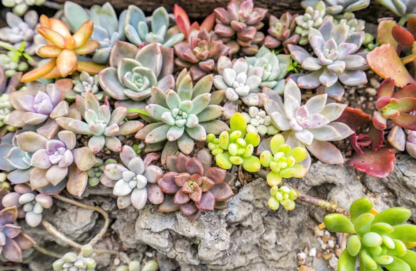 Plantas Suculentas Miniatura Jardín —  Fotos de Stock