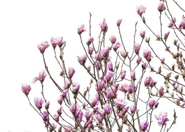 Bunga Magnolia Merah Muda Terisolasi Pada Latar Belakang Putih — Stok Foto