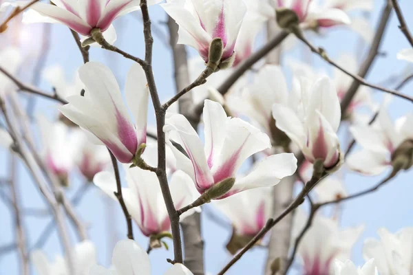 Rosa Magnolienblüten Isoliert Auf Weißem Hintergrund — Stockfoto