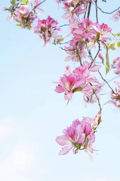 Hong Kong Orchid Sky — Stockfoto