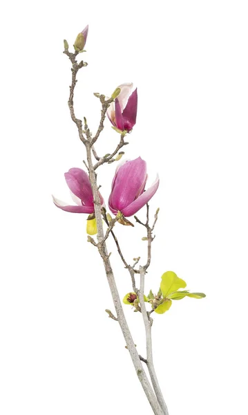 Fleurs Magnolia Rose Sur Fond Vieux Papier — Photo