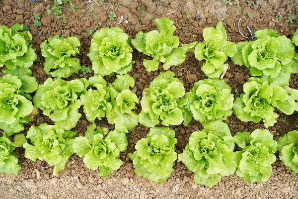 田舎の農地で育つレタス野菜サラダ — ストック写真
