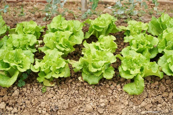 Salada Alface Vegetal Cultivada Terras Rurais — Fotografia de Stock