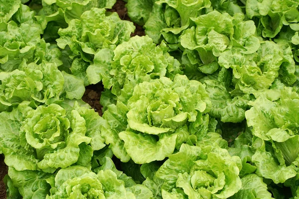 Salade Légumes Laitue Cultivée Dans Les Terres Agricoles Rurales — Photo