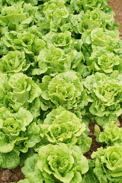 Salát Zeleninový Salát Rostoucí Venkovské Zemědělské Půdě — Stock fotografie