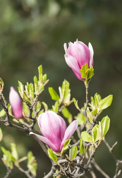 Lindas Flores Magnólia Sol Manhã Jardim Primavera — Fotografia de Stock