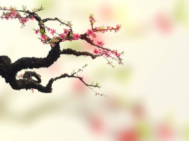 tam Bloom şeftali çiçeği