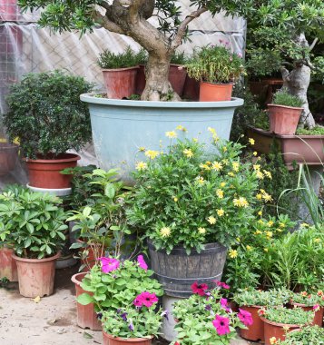 Tencere yerel Bahçe Merkezi satış çiçek