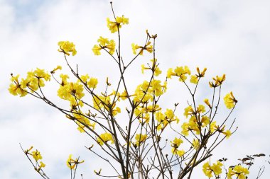 Tabebuia chrysotricha sarı çiçek çiçek bahar