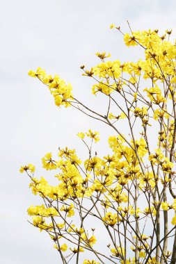 Tabebuia chrysotricha sarı çiçek çiçek bahar
