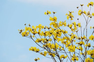 Tabebuia chrysotricha sarı çiçek çiçek bahar