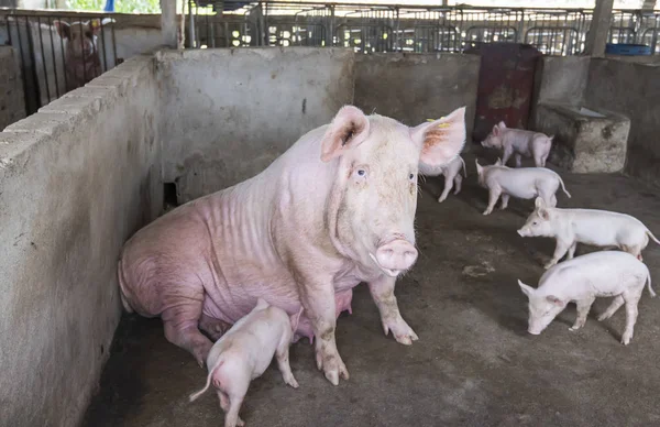 农场里的猪 — 图库照片