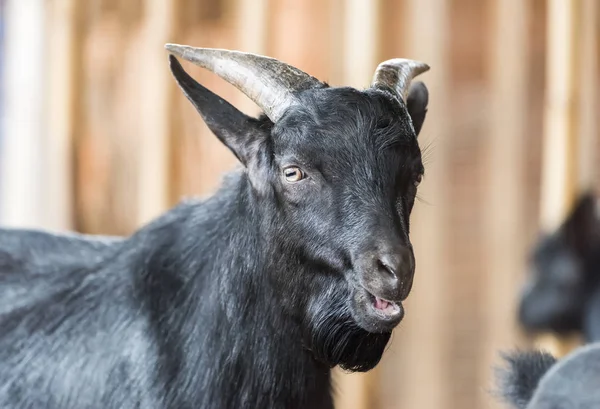 Goat black in farm — Stock Photo, Image