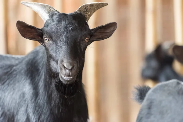 Goat black in farm — Stock Photo, Image
