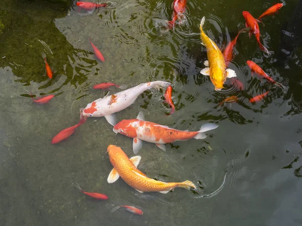 Peces koi en el estanque —  Fotos de Stock