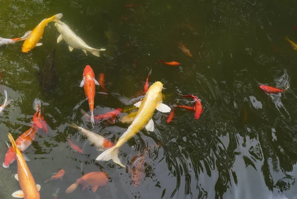 Peixes koi na lagoa — Fotografia de Stock
