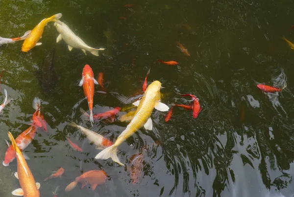 在池塘中的锦鲤鱼 — 图库照片