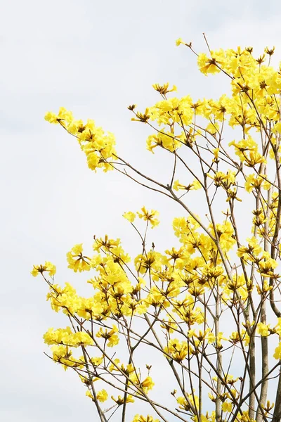 Tabebuia chrysotricha 黄色い春の花 — ストック写真