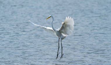 Nehir üzerinde büyük ak balıkçıl