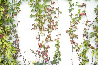 sarmaşık yaprakları beyaz arkaplanda izole edilmiş