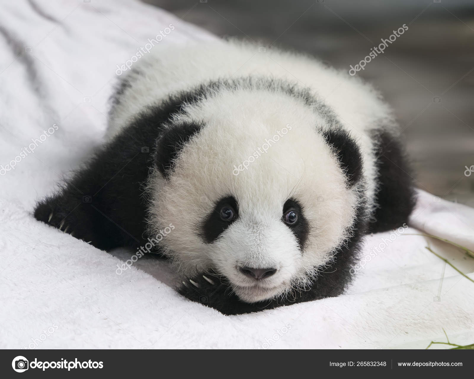 Bebe De Panda Geant Repose Image Libre De Droit Par Firefox C
