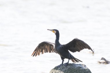 Suda oynarken karabatak siyah karabatak