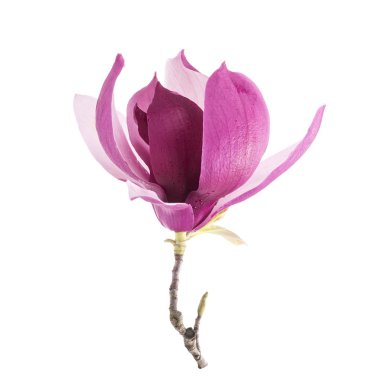 Beyaz arkaplanda izole edilmiş pembe manolya çiçekleri