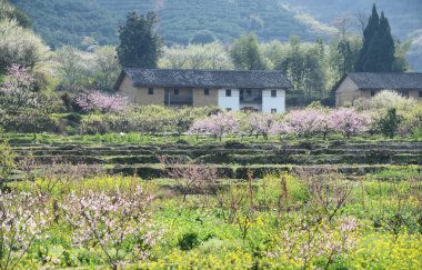 Şeftali blossom shaoguan moutainous bölgede kırsal manzara, dis