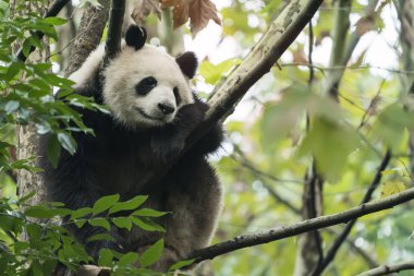 Ağacın üzerindeki dev panda..
