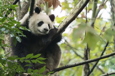 Giant panda over the tree. clipart